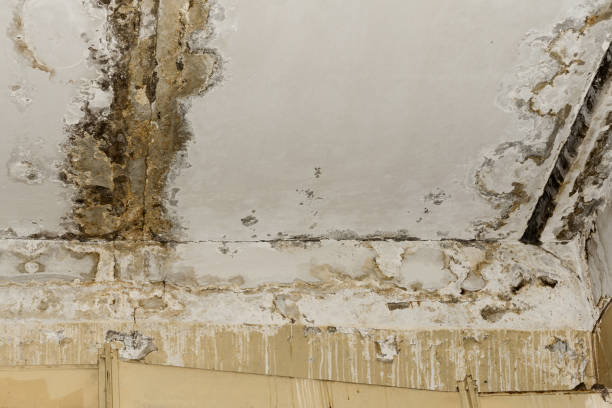 Best Crawl Space Mold Remediation  in Arcanum, OH