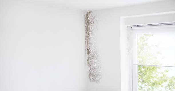 Reliable Arcanum, OH Mold Removal Solutions